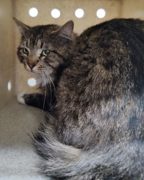 Picture of the Animal Listed