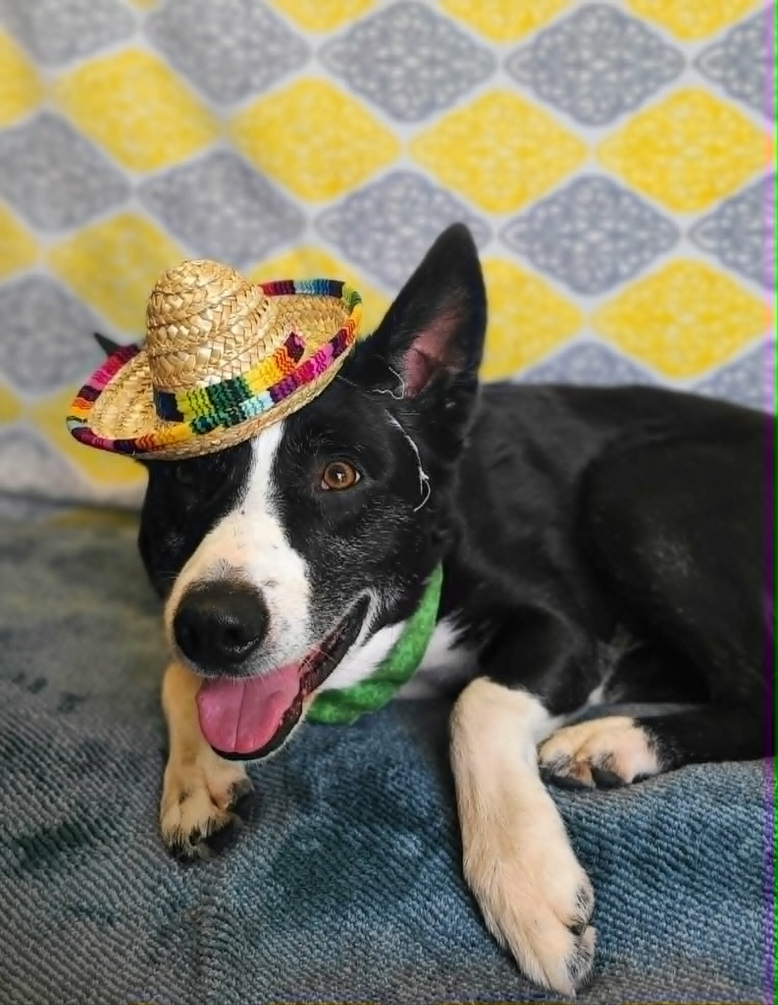 Picture of the Animal Listed