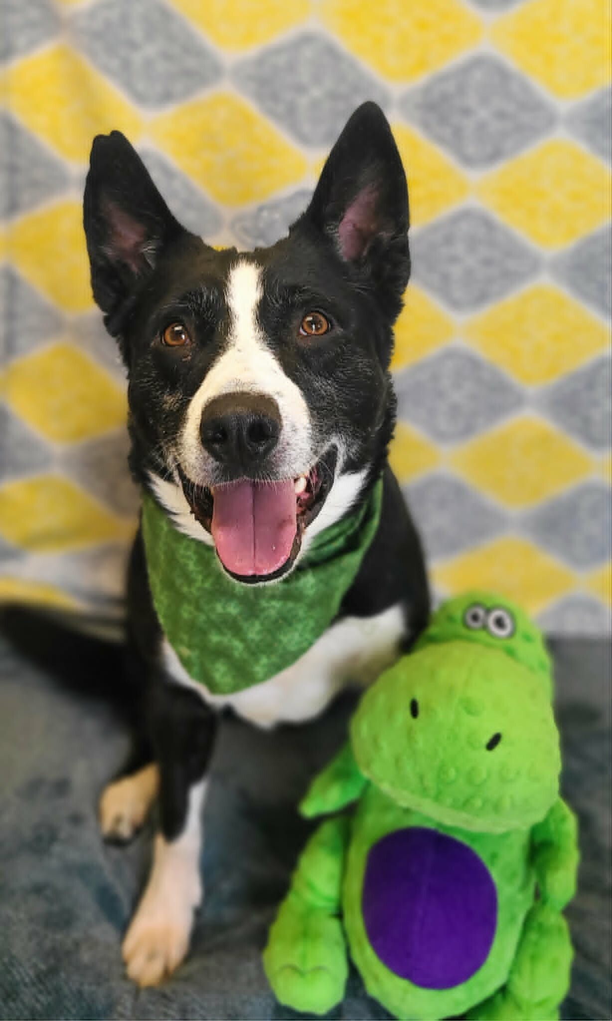 Picture of the Animal Listed