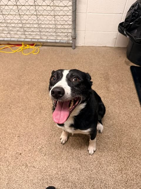 Picture of the Animal Listed