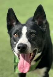 Picture of the Animal Listed