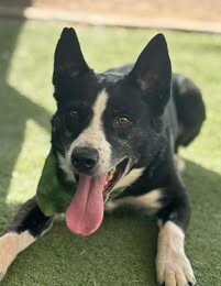 Picture of the Animal Listed