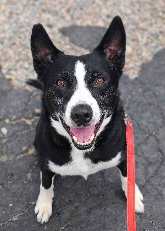 Picture of the Animal Listed