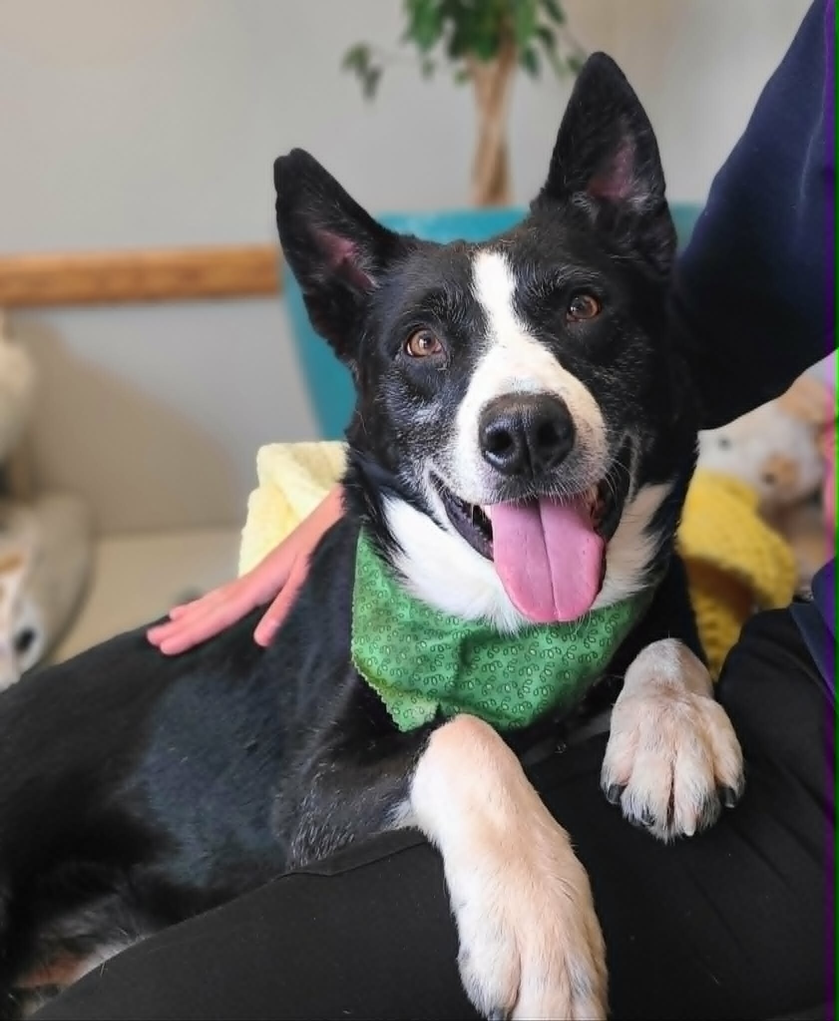 Picture of the Animal Listed