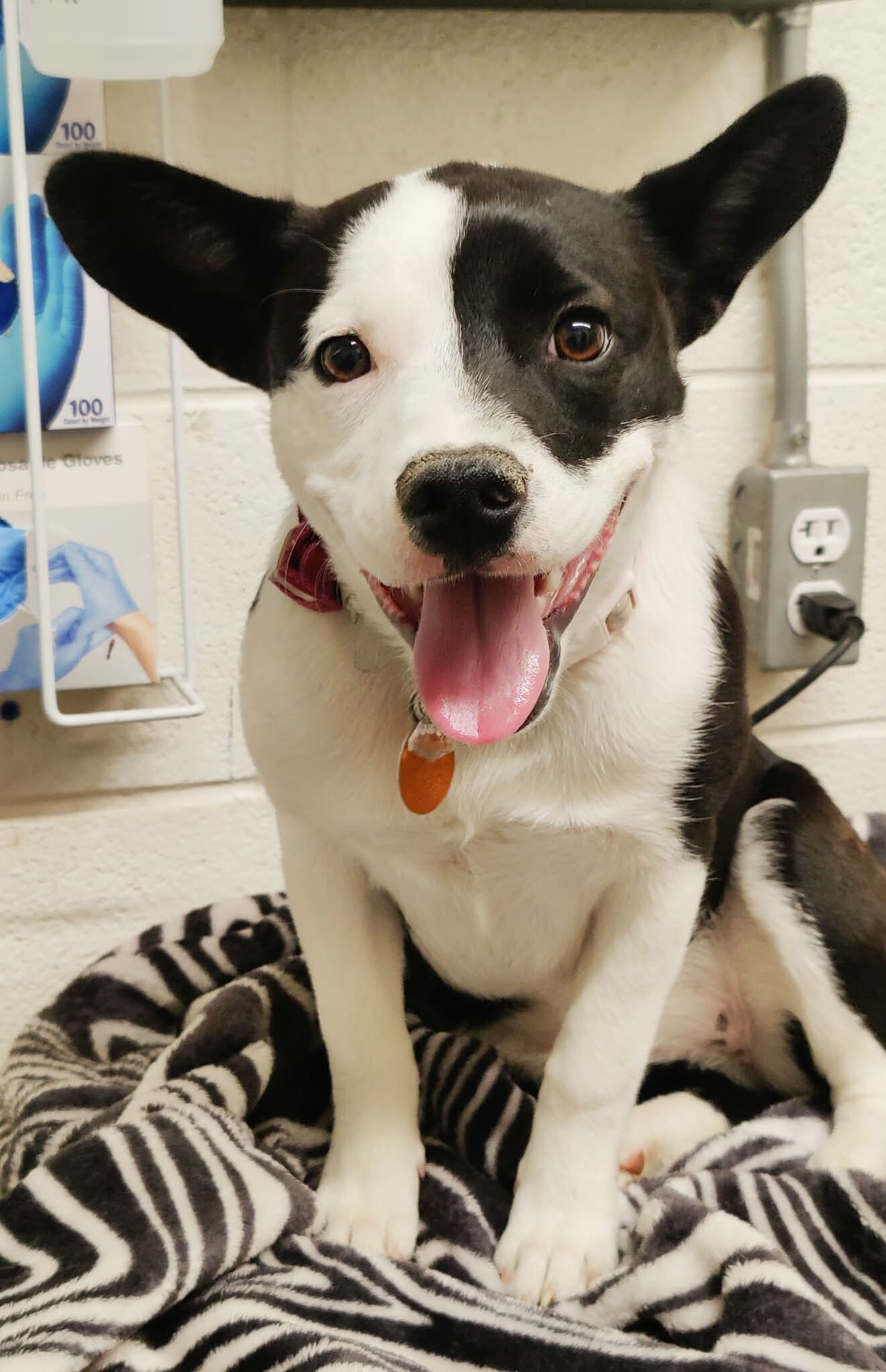 Picture of the Animal Listed