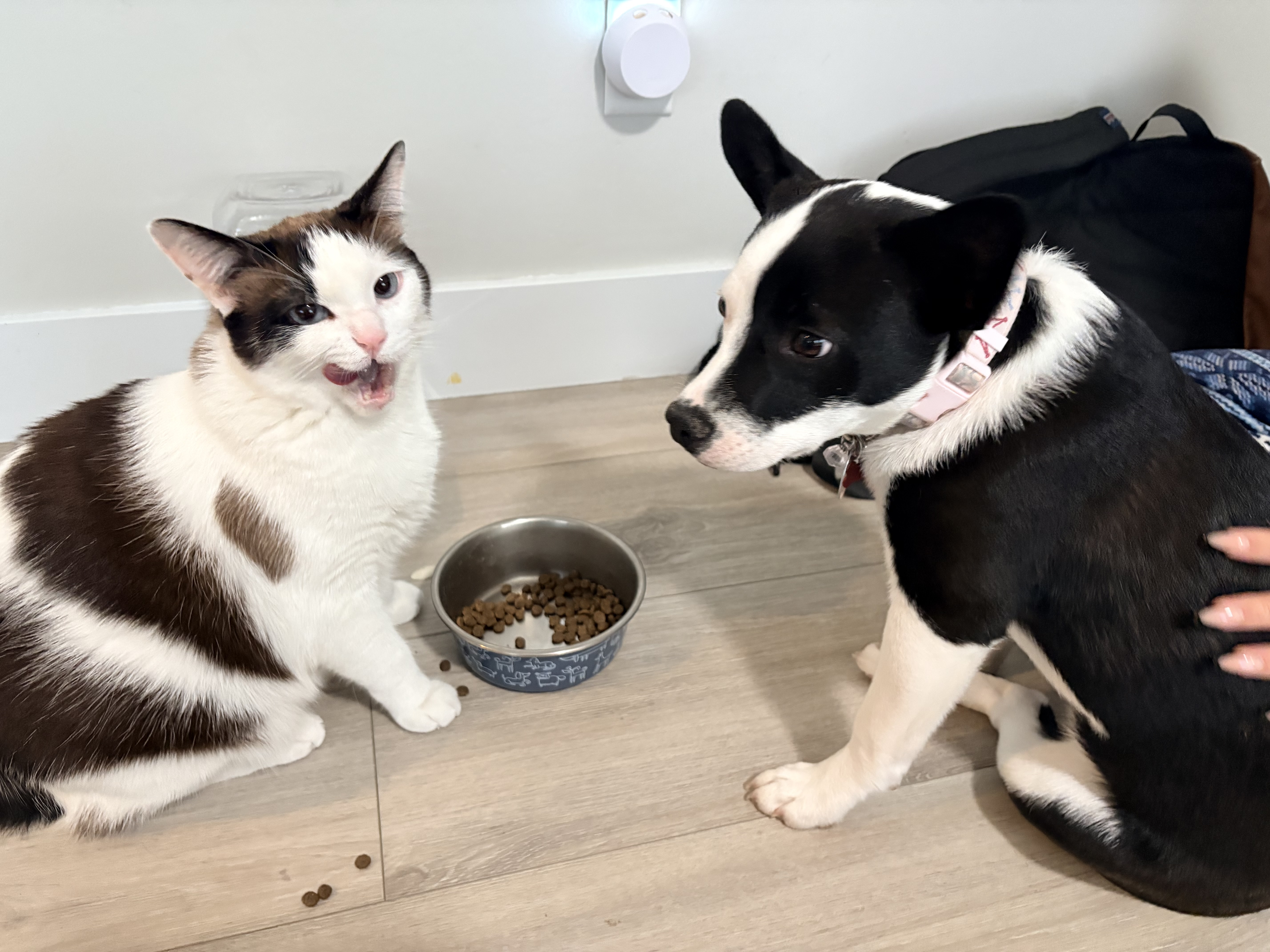 Picture of the Animal Listed