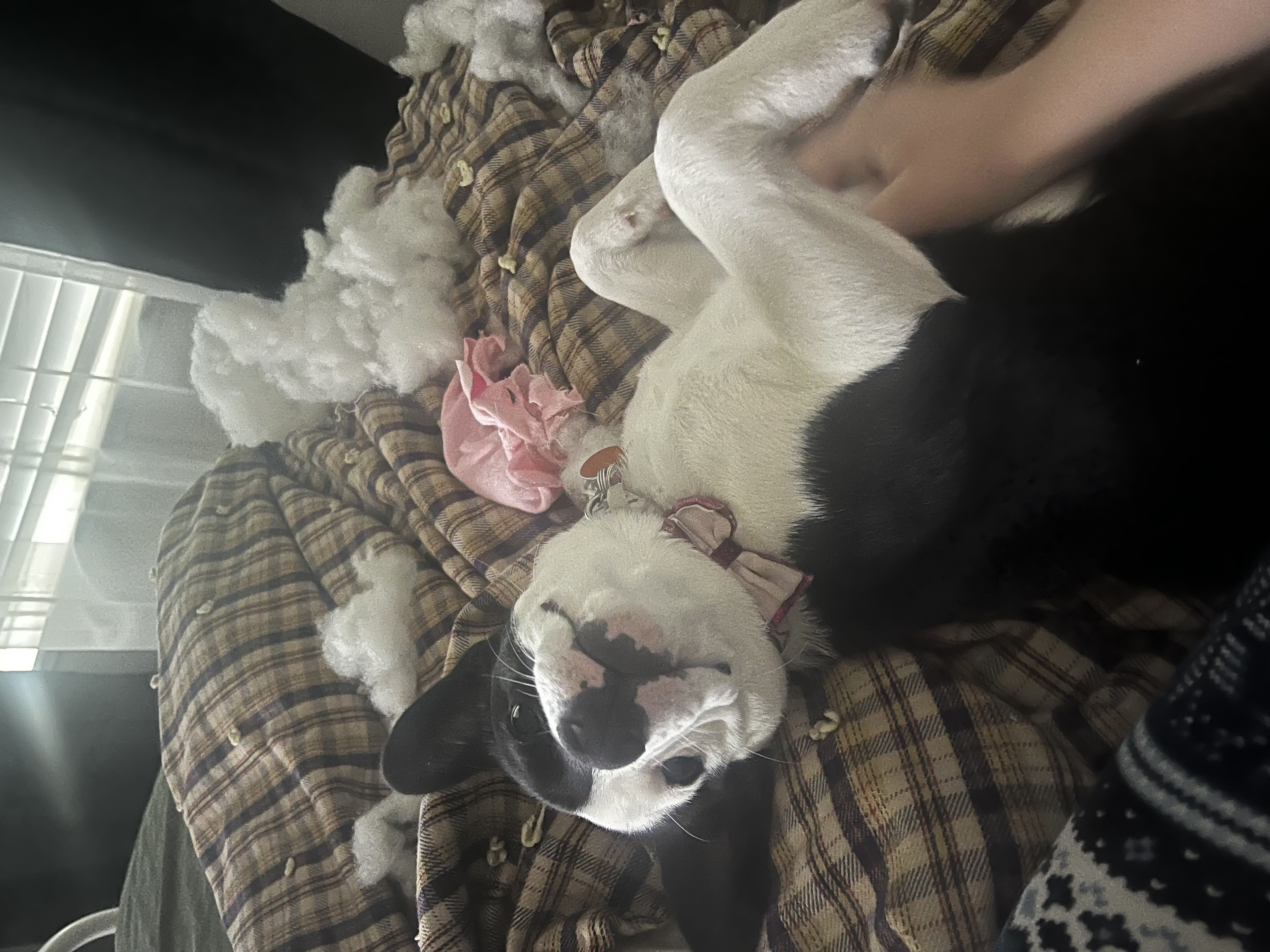 Picture of the Animal Listed