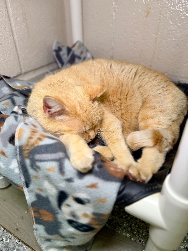 Picture of the Animal Listed