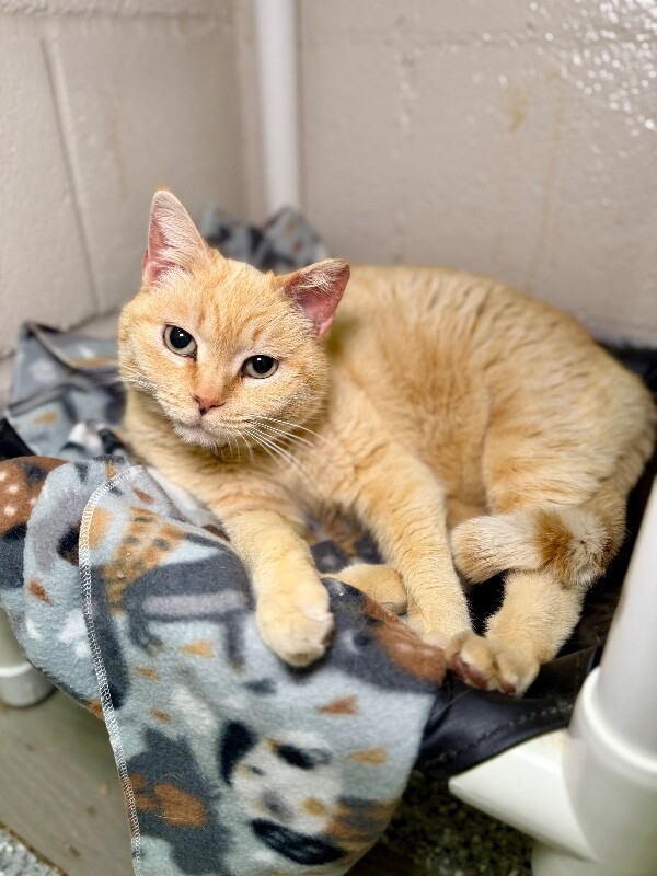 Picture of the Animal Listed