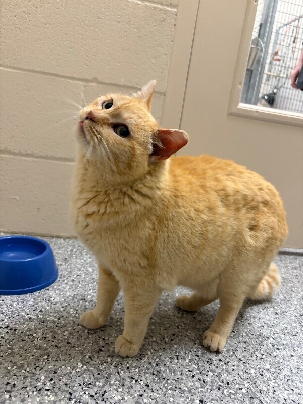 Picture of the Animal Listed