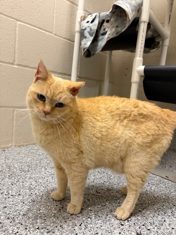 Picture of the Animal Listed