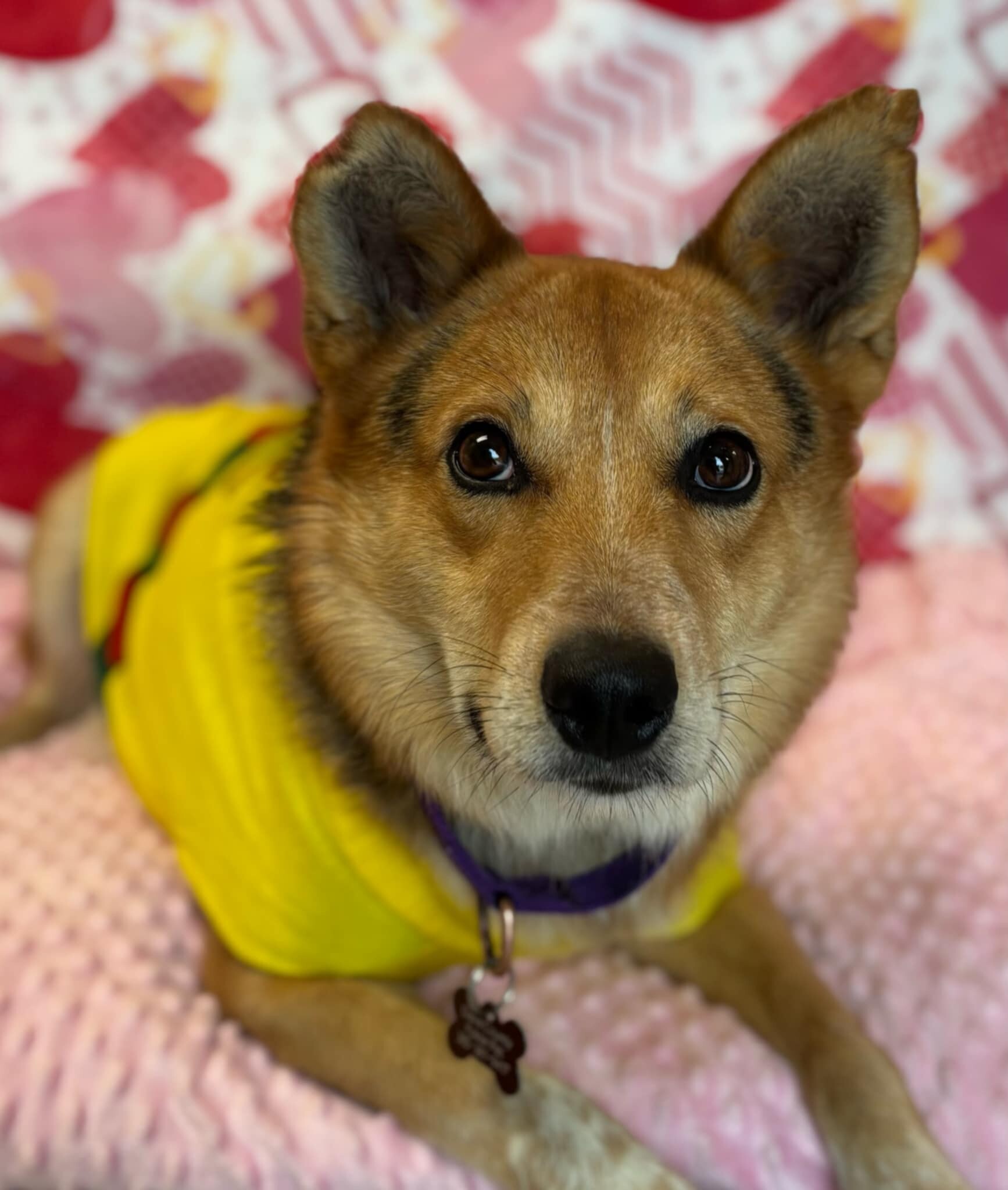 Picture of the Animal Listed