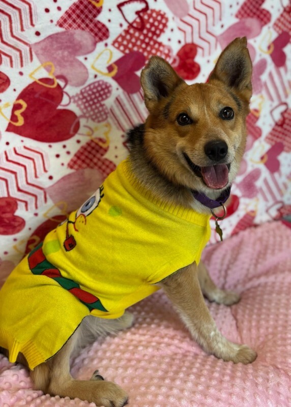 Picture of the Animal Listed