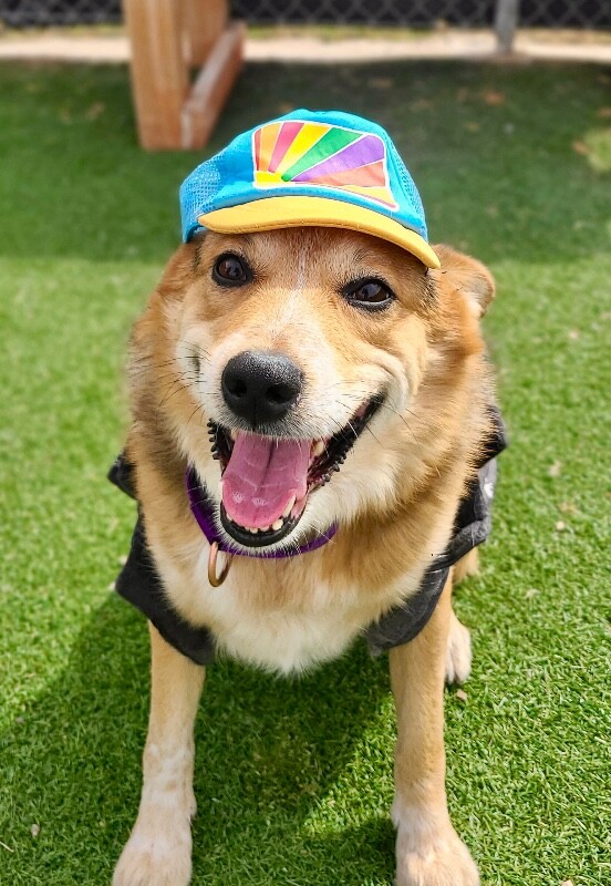 Picture of the Animal Listed