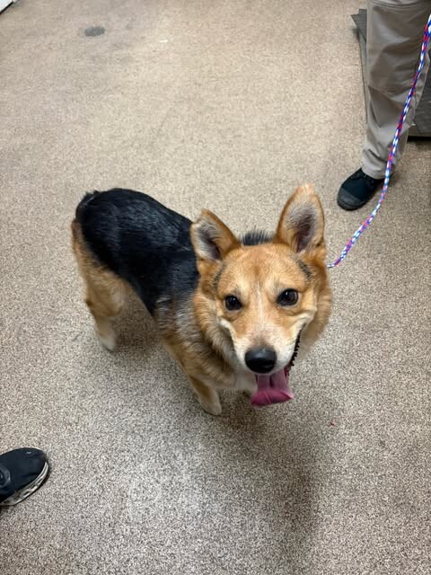 Picture of the Animal Listed