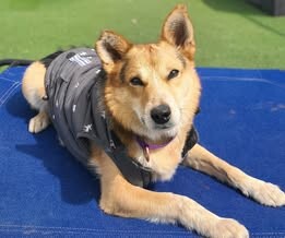 Picture of the Animal Listed