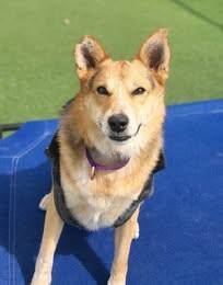 Picture of the Animal Listed