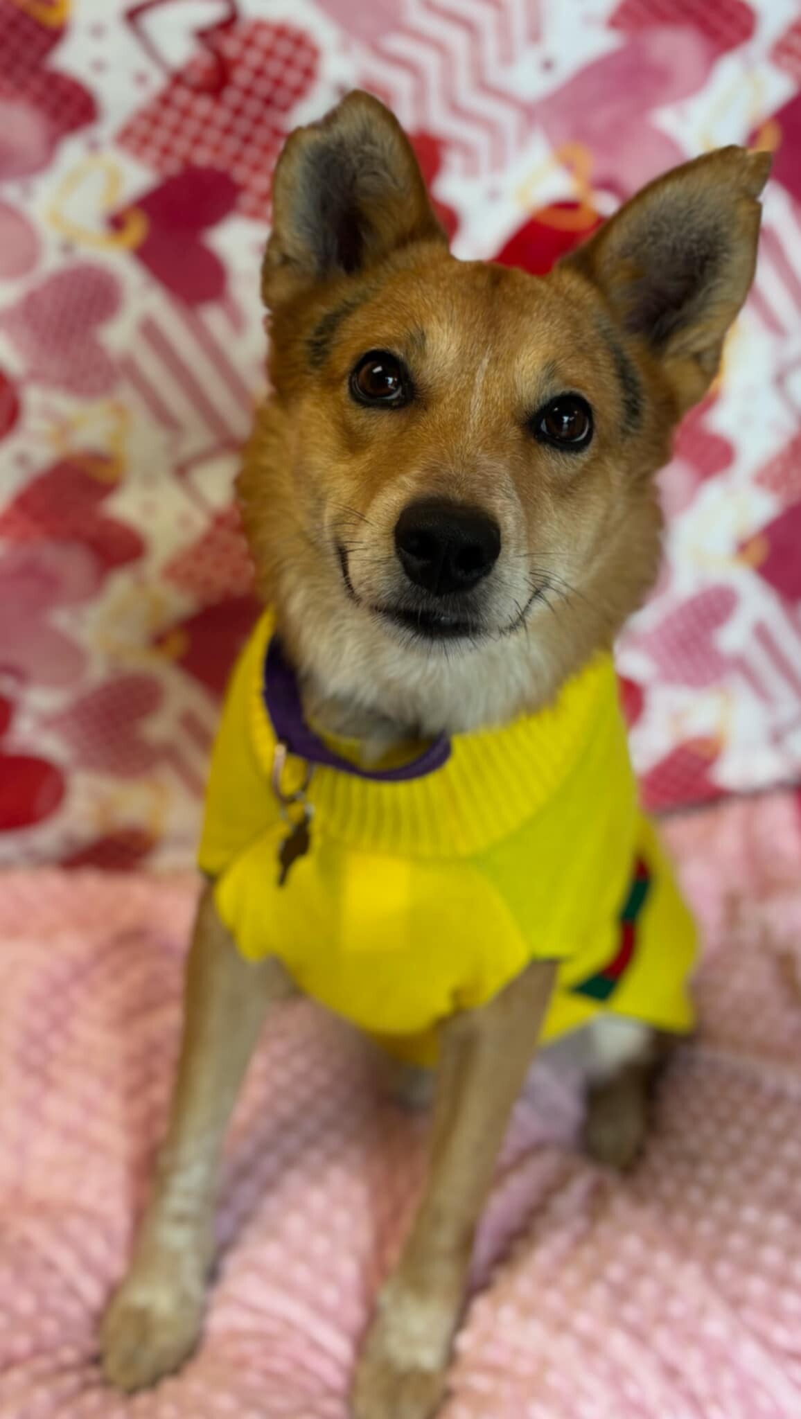 Picture of the Animal Listed