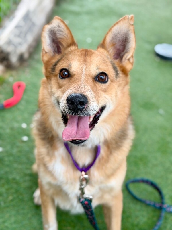 Picture of the Animal Listed