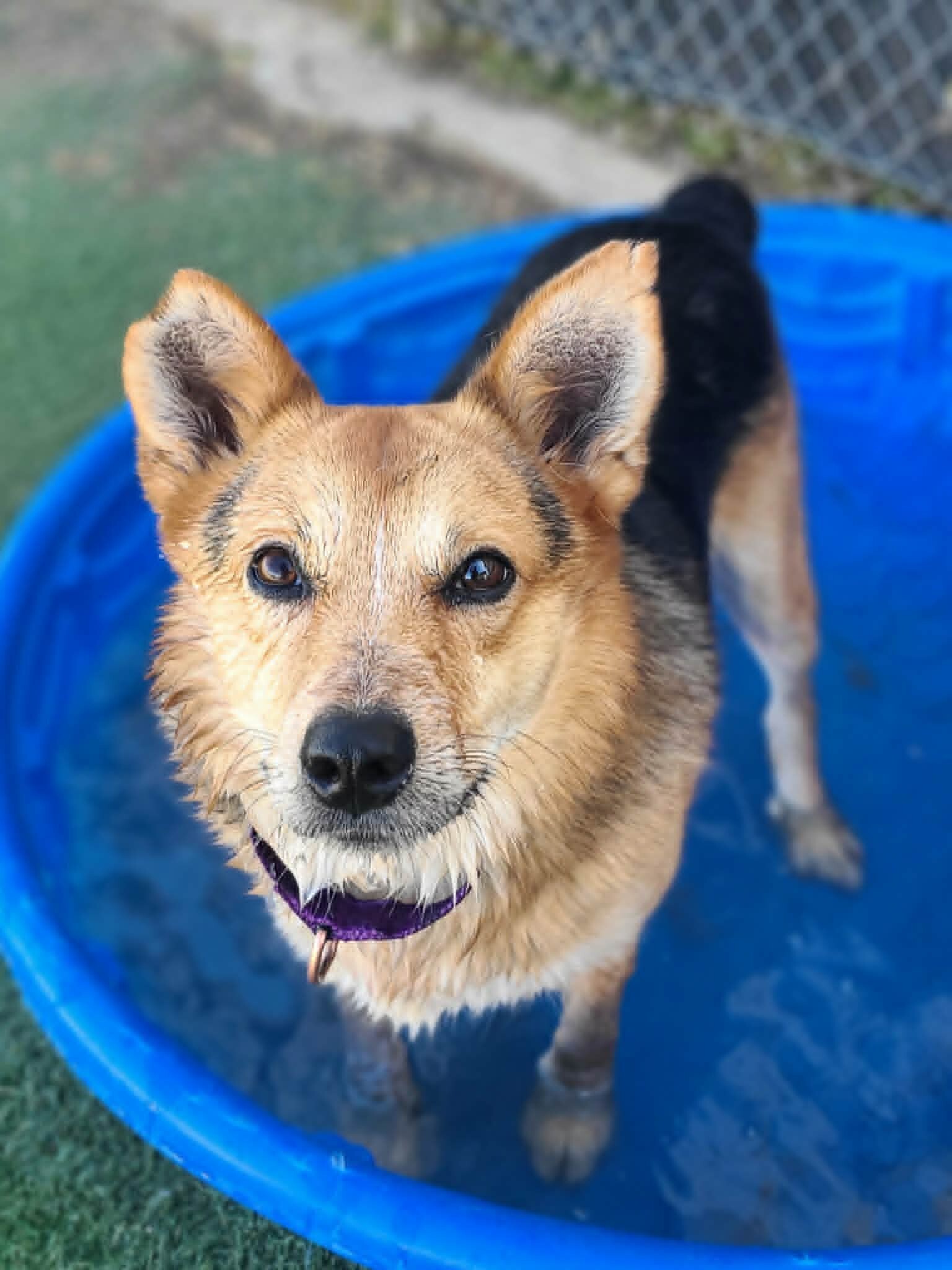 Picture of the Animal Listed