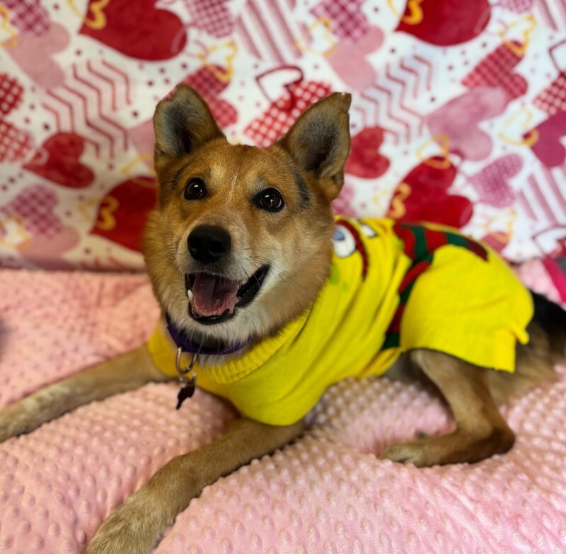 Picture of the Animal Listed