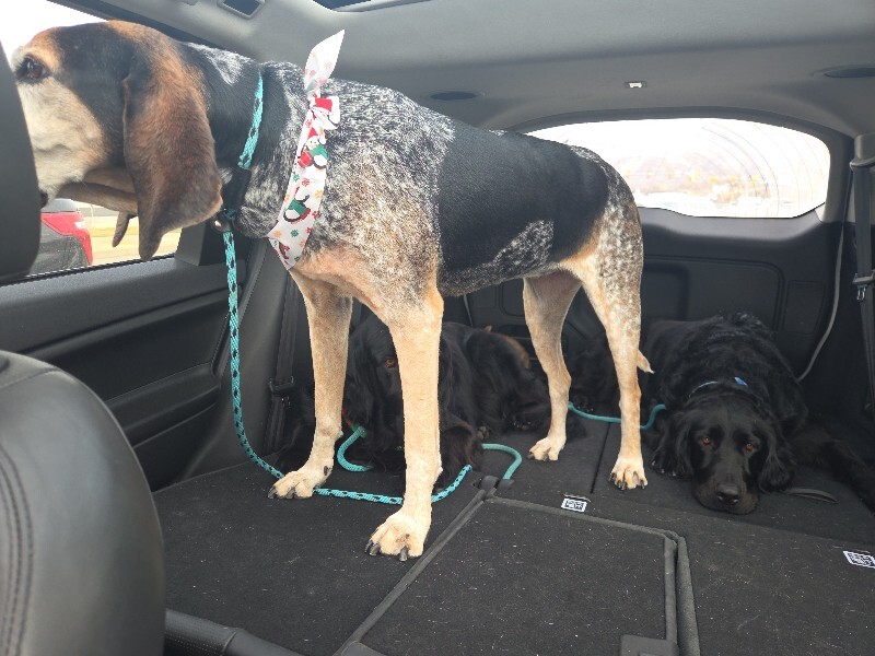 Picture of the Animal Listed