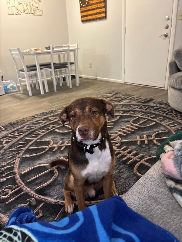 Picture of the Animal Listed