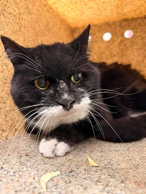 Picture of the Animal Listed