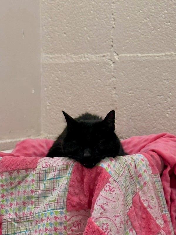 Picture of the Animal Listed