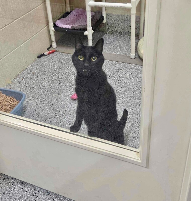 Picture of the Animal Listed