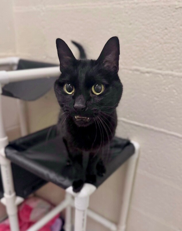 Picture of the Animal Listed