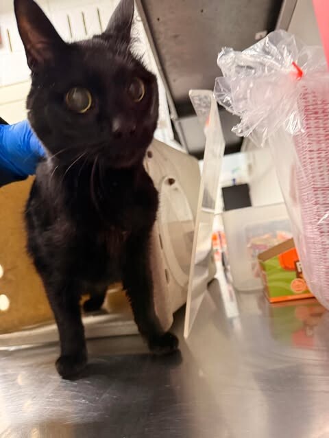 Picture of the Animal Listed