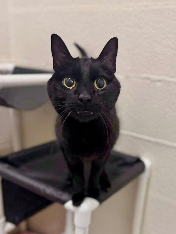 Picture of the Animal Listed