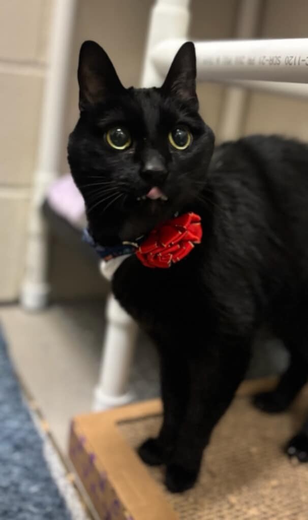 Picture of the Animal Listed