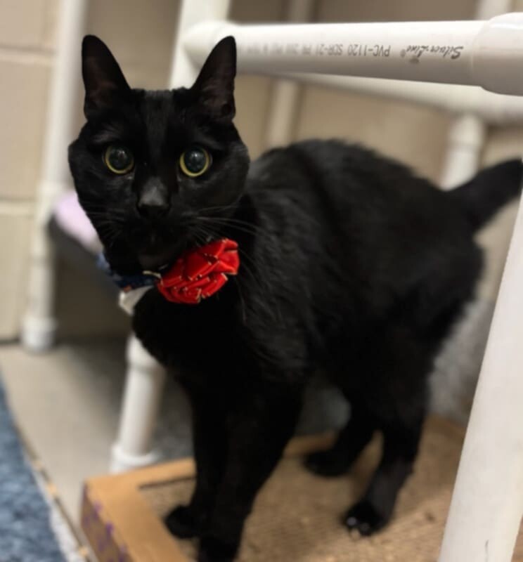 Picture of the Animal Listed