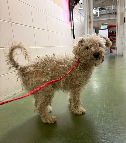 Picture of the Animal Listed