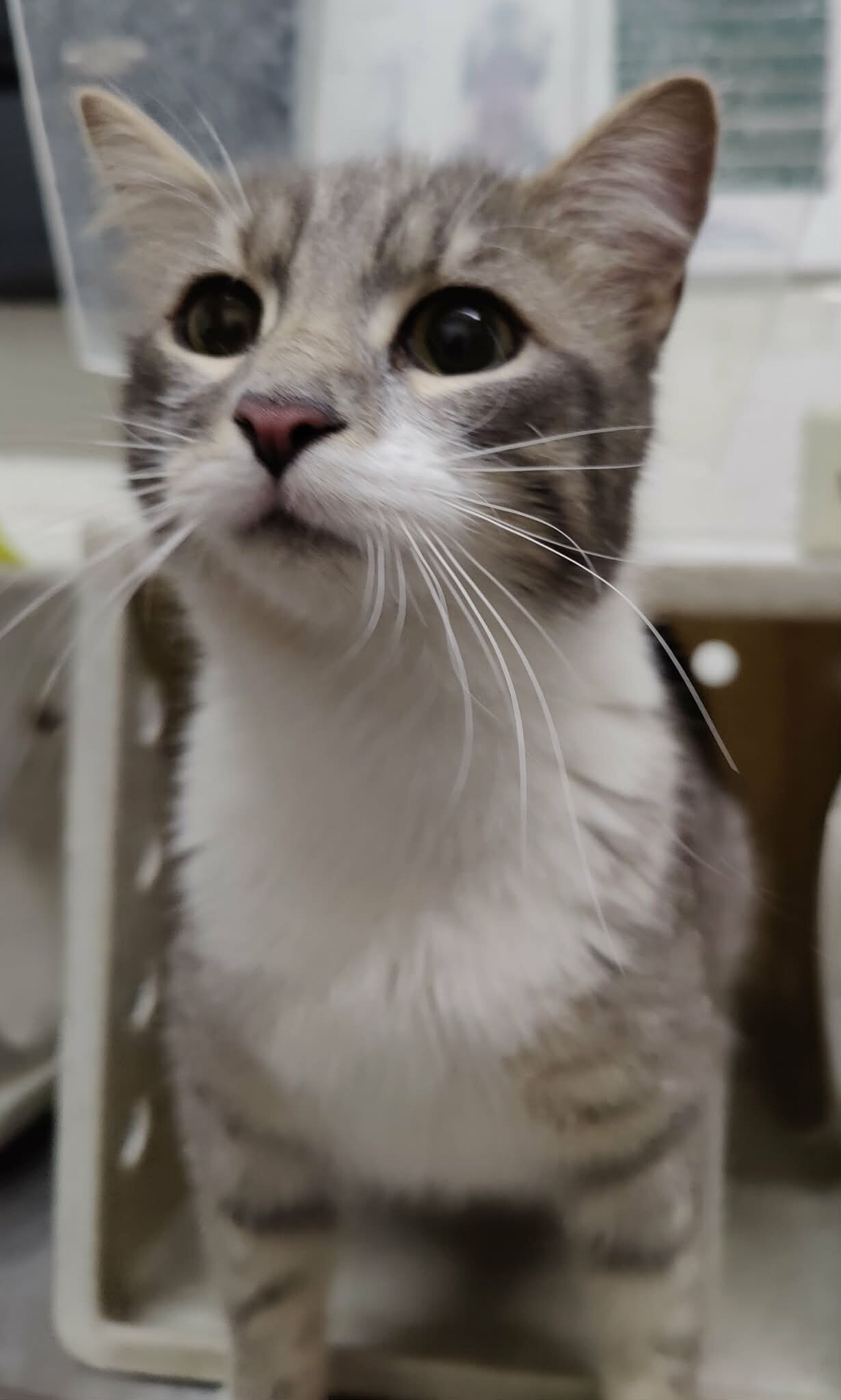 Picture of the Animal Listed