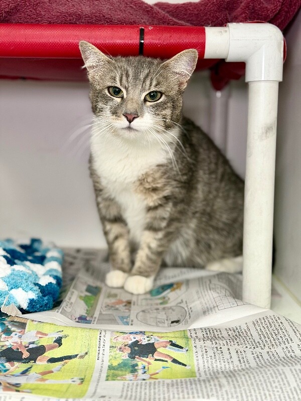 Picture of the Animal Listed