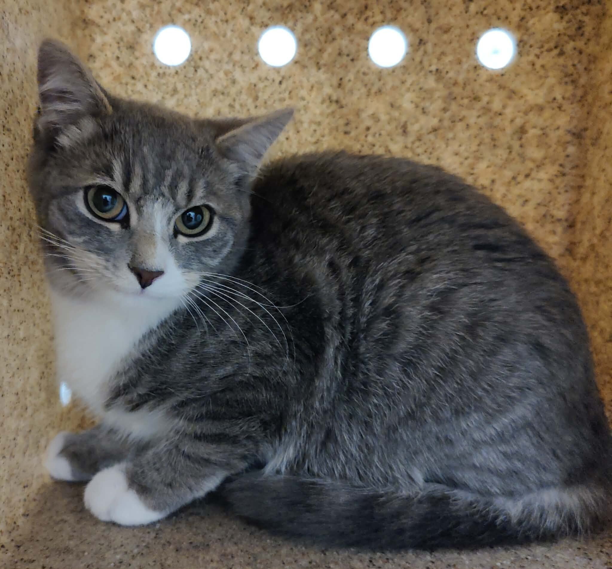 Picture of the Animal Listed