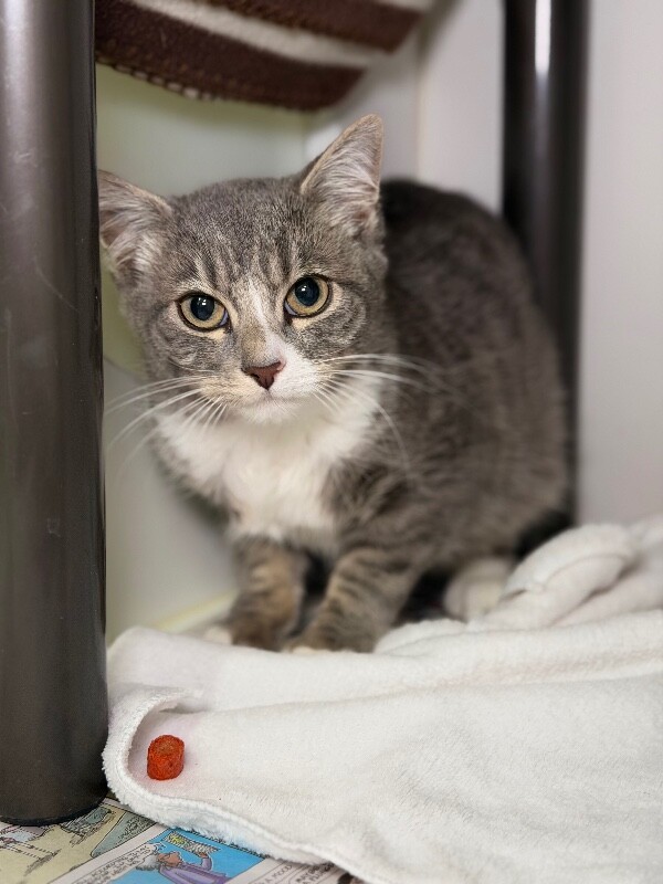 Picture of the Animal Listed