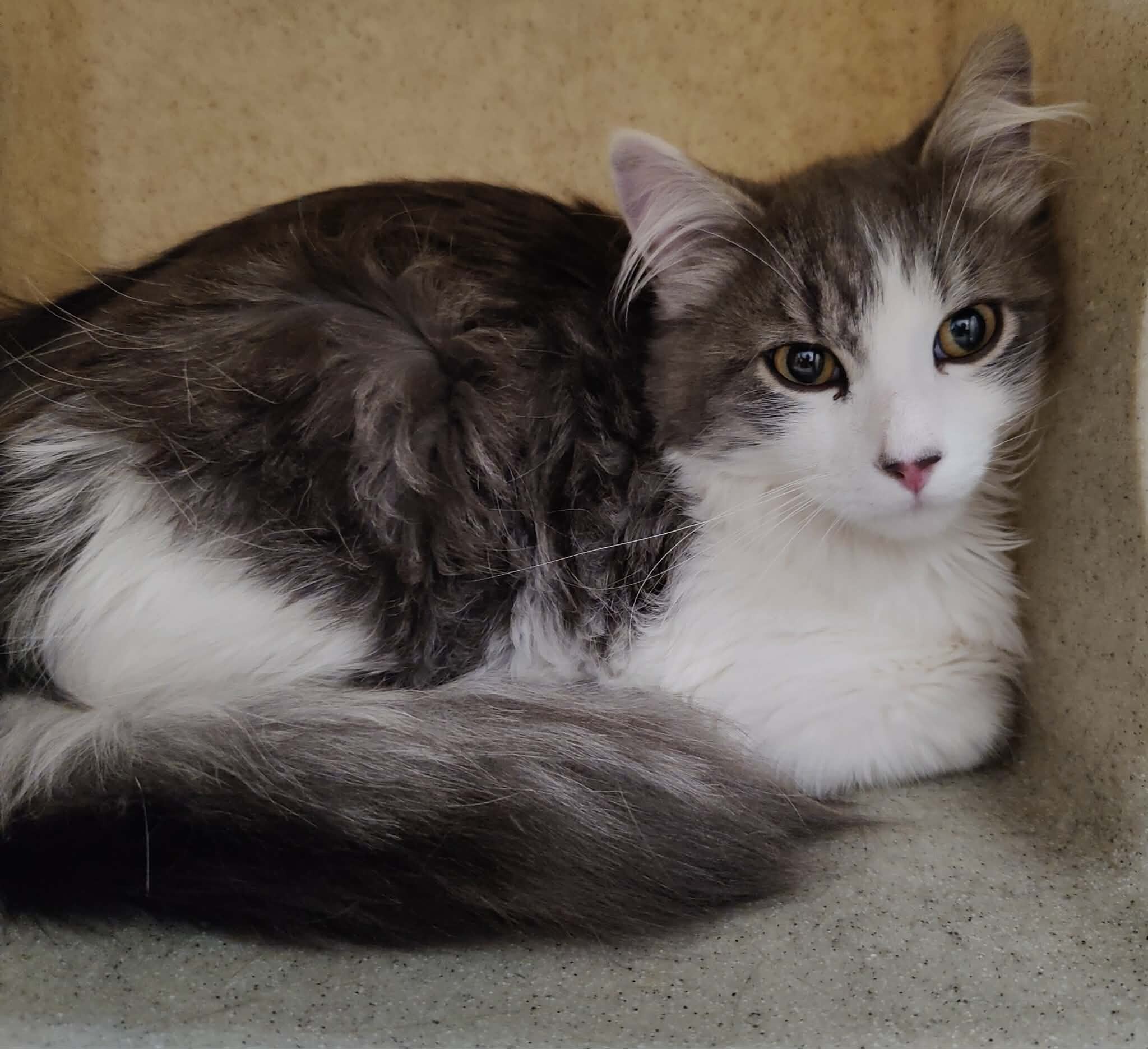 Picture of the Animal Listed