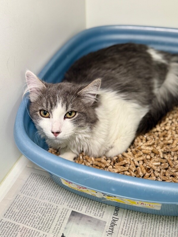 Picture of the Animal Listed