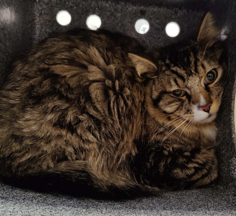 Picture of the Animal Listed