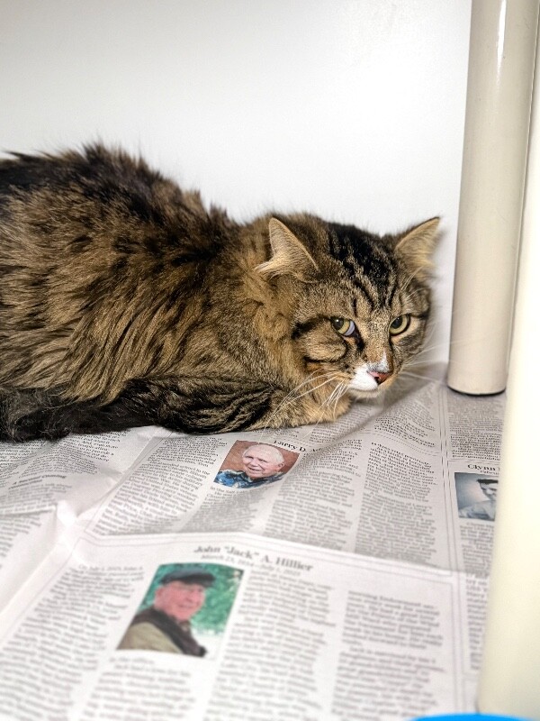 Picture of the Animal Listed