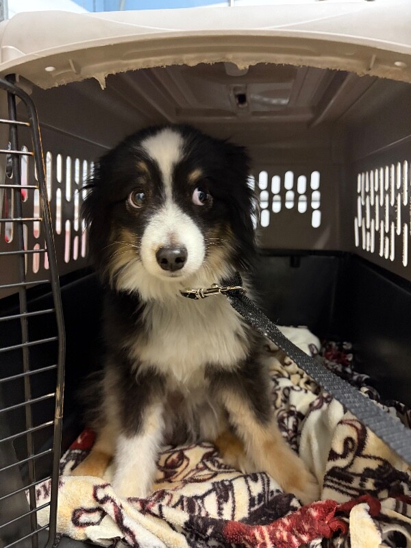 Picture of the Animal Listed