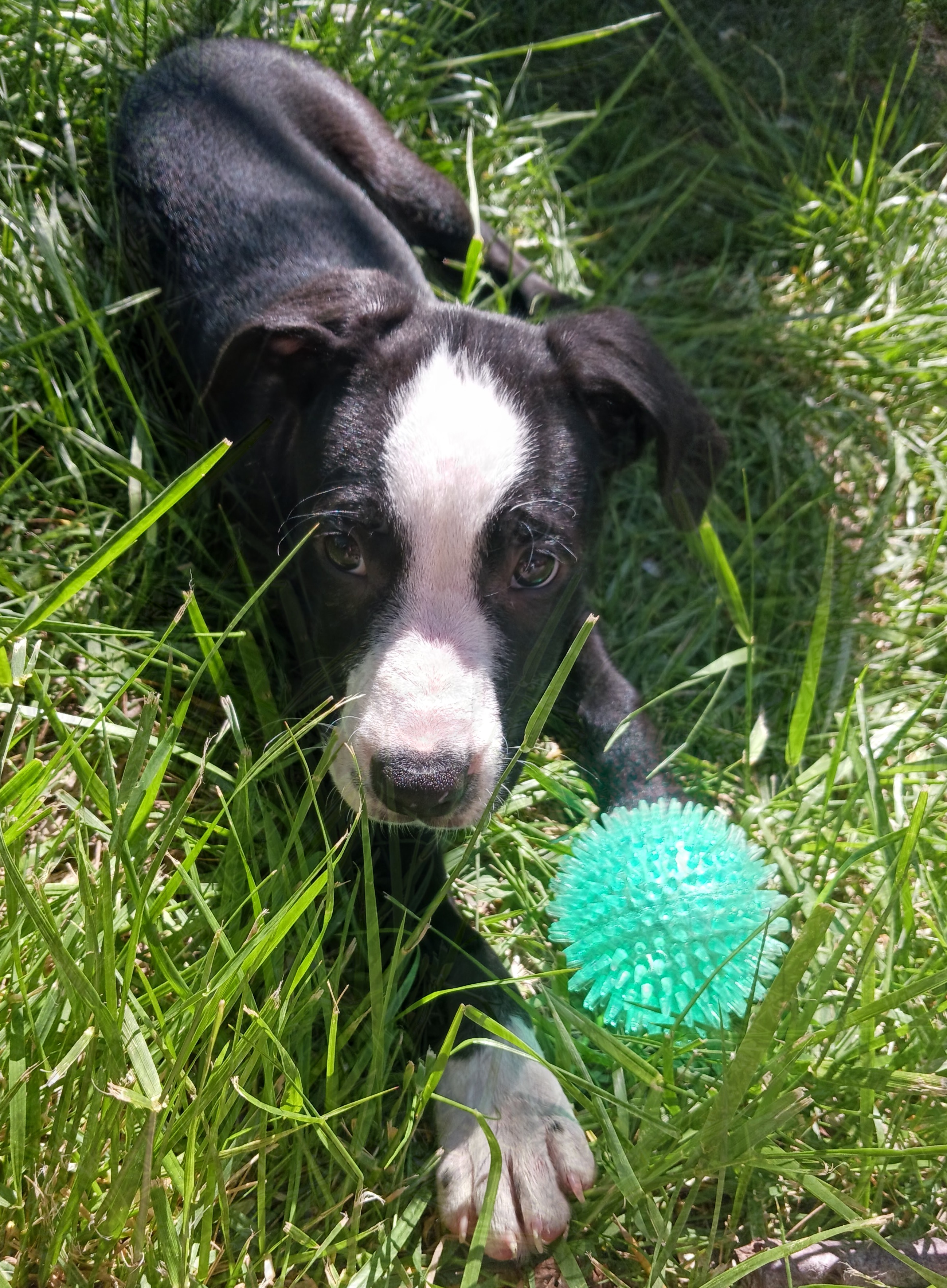 Picture of the Animal Listed