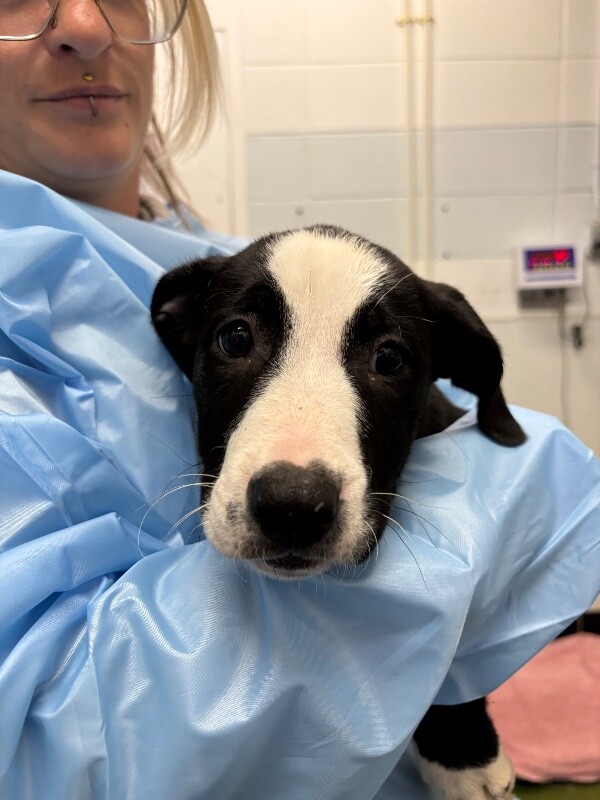 Picture of the Animal Listed