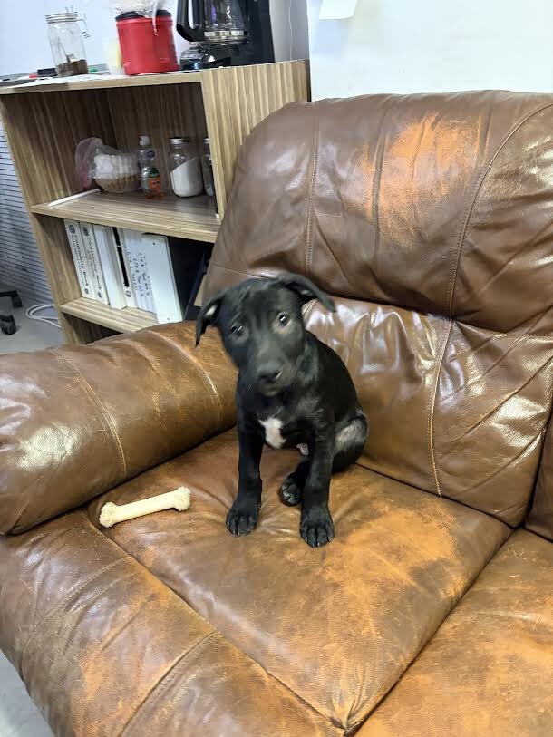 Picture of the Animal Listed