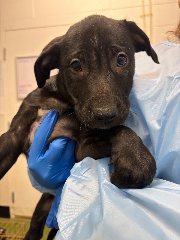 Picture of the Animal Listed