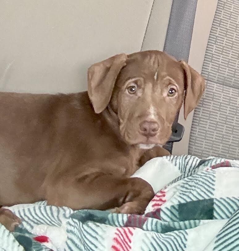 Picture of the Animal Listed